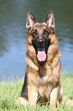 BERGER ALLEMAND 708